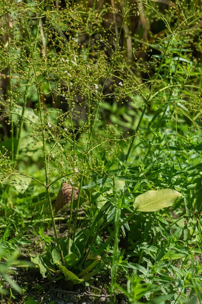 Alisma Plantago Aquatica Европейский Water Plantain Обыкновенный Water Plantain Бешеный — стоковое фото