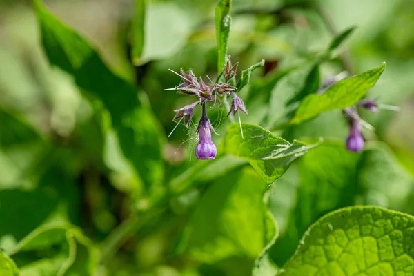 Symphytum Officinale Inne Gatunki Symphytum Comfrey Quaker Comfrey Boneset Knitbone — Zdjęcie stockowe