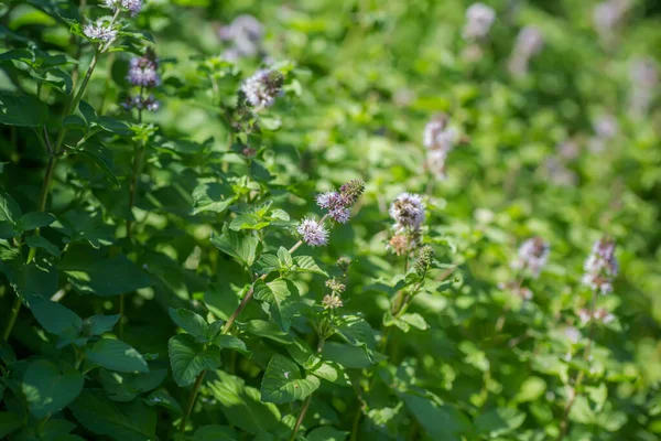 Mentha Aquatica Μέντα Νερού Mentha Hirsuta Καλύμματα Μοβ Λουλούδια Ανθίζουν — Φωτογραφία Αρχείου