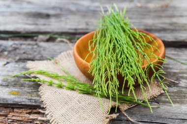 Taze yeşillik buketi Equisetum arvense, tarla at kuyruğu veya at kuyruğu