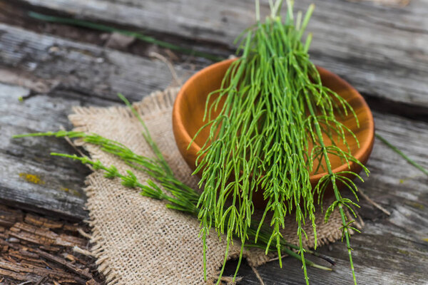 Collected in spring fresh young shoots few twigs Equisetum arvense, field horsetail or common horsetail on wooden plate.