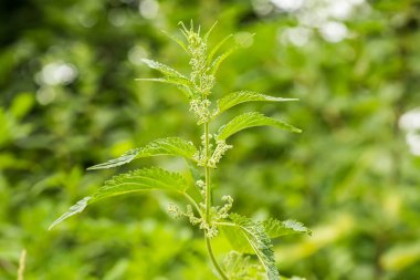 Urtica dioica, ısırgan otu, yaprak ya da sadece. Isırgan otu ya da iğnesi ormanda yetişiyor. Vahşi tıbbi bitkiler. Çevre dostu alanlarda şifalı bitkilerin toplanması