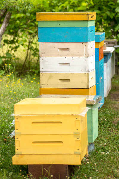 Hives in an apiary with bees flying to the landing boards. Apiculture. Summer honey harvests.