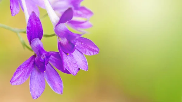 Consolida Regalis Вилочковый Шпор Ракетолистный Шпор Полевые Пурпурные Цветы Используемые — стоковое фото