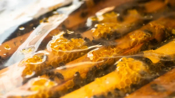 Inspekce Včelích Rodin Včelíně Jaře Chladném Počasí Včely Pod Filmem — Stock fotografie