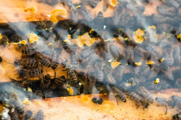 Inspectie Van Bijenfamilies Bijenstal Het Voorjaar Bij Koud Weer Bijen — Stockfoto