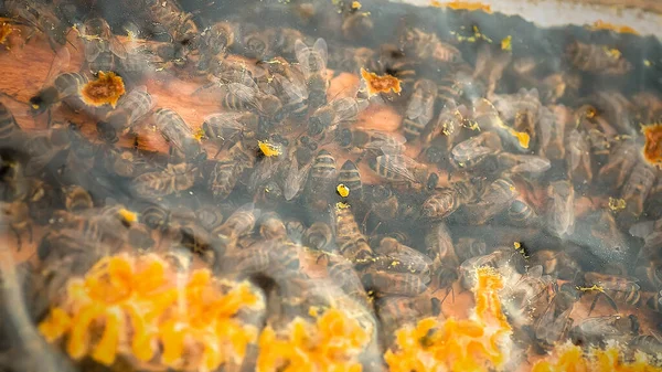 Inspektion Von Bienenfamilien Auf Dem Bienenstand Frühjahr Bei Kaltem Wetter — Stockfoto