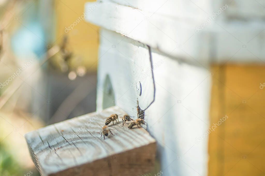 Bees on the flight of the flight. Bees guard the hive.