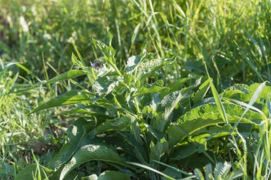 Symphytum officinale, other species of Symphytum, comfrey on meadow. Soft focus.
