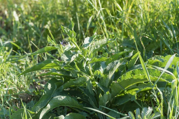 Symphytum Officinale Other Species Symphytum Comfrey Meadow Soft Focus — Stock Photo, Image