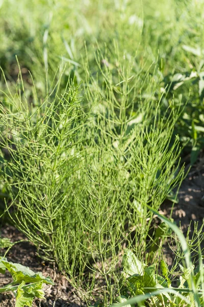Equisetum arvense, field horsetail or common horsetail in meadow in afternoon in sunny day. Collecting medicinal plants and herbs — Stock Image Equisetum Arvense Field Horsetail Common Horsetail Meadow Afternoon Sunny Day Stock Picture