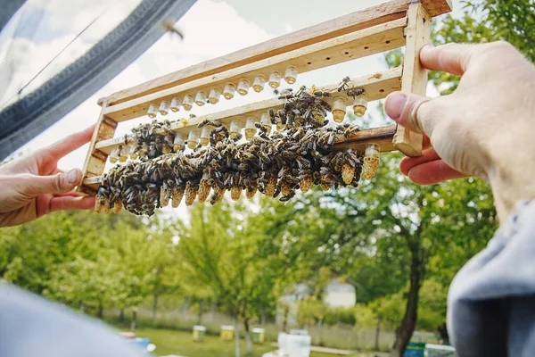 Beekeeping queen cell for larvae queen bees. beekeeper in apiary with queen bees, ready to go out for breeding bee queens. Royal jelly in plastic queen cells. Soft focus.