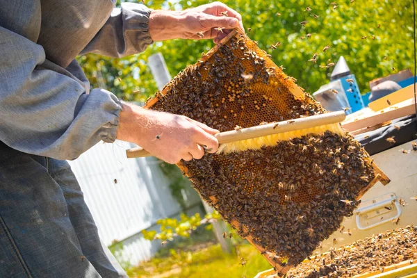Beekeeper Swipes Bees Frame Uniting Bee Family Puts Frame Queen — Stock Photo, Image