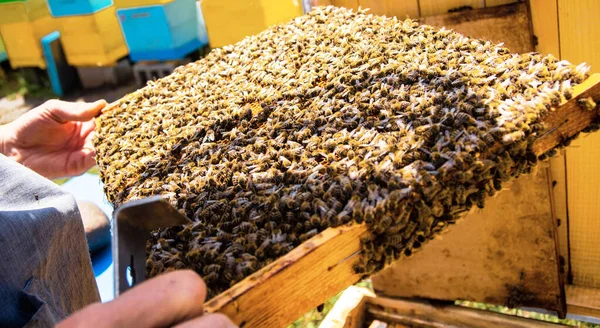 Včelař Kontroluje Večer Včelíně Rám Buňkami Královny Paprscích Zapadajícího Slunce — Stock fotografie