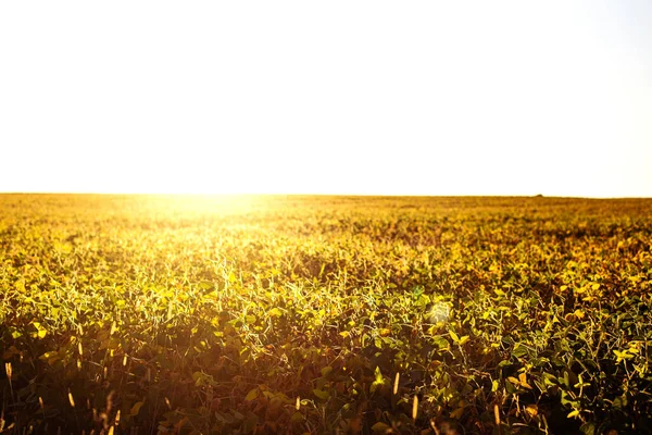 Yellow soybean field closeup, soybean crops in field on sunset. Rich harvest Concept. Background of ripening soybean.