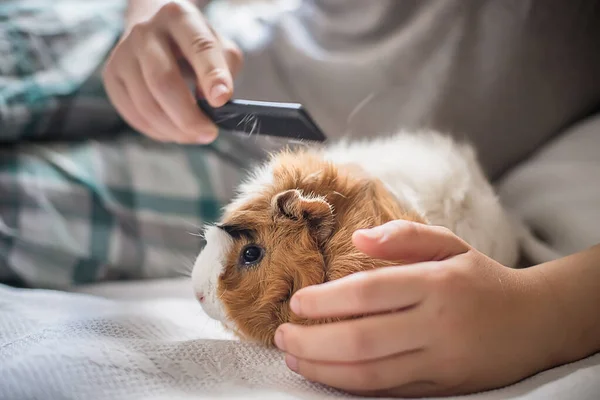 Çocuk bir kobayı tarıyor. Yün bakımlı hayvanlar. Uzun boyunlu kemirgen