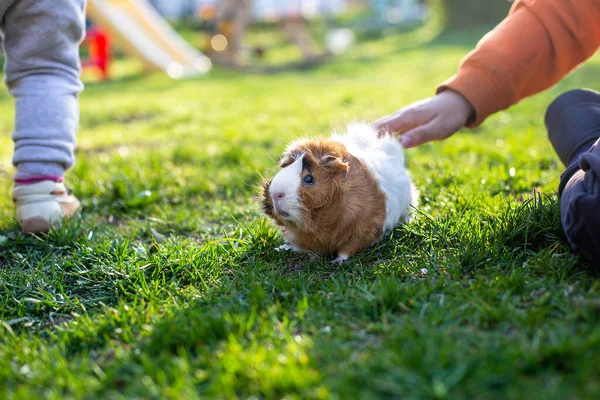 Jongen Beroertes Cavia Straat Schattig Huisdier Wandeling — Stockfoto