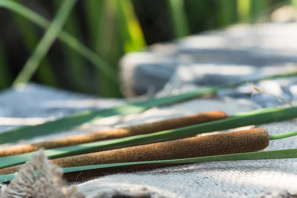 Typha Jako Bulrush Lub Reedmace Trzcina Cattail Lub Punks Cumbungi — Zdjęcie stockowe