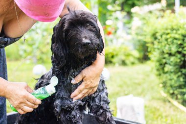 Komik bir portre köpeği şampuanla duş alıyor..