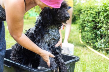 Wan 'ın eli siyah köpeği plastik leğen kemiğiyle yıkayacak köpükler içinde sabun köpükleri güneş altında sıcak yaz bahçesinde parlayacak..