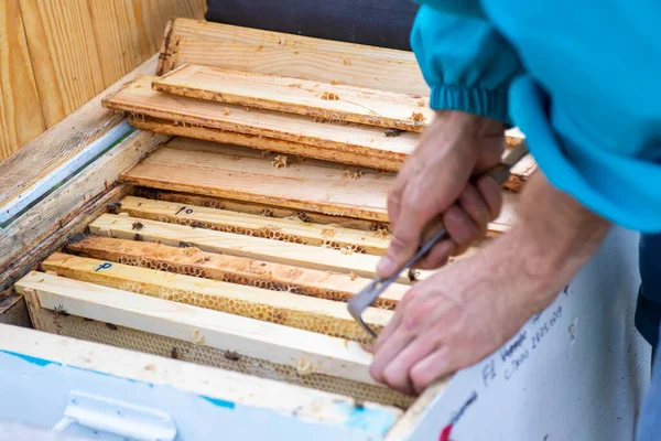 Bee Hives Care Bees Honeycombs Honey Bees Beekeeper Opened Hive — Stock Photo, Image