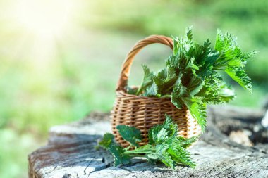 Ormanda taze ısırgan otu. Isırgan otuyla dolu bir sepet. Urtica dioica, genellikle ısırgan otu, ısırgan otu ya da ısırgan otu yaprağı olarak bilinir. İlk bahar vitaminleri. Vitamin salatası içeriyor.