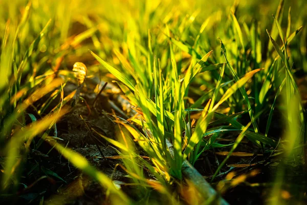 Young Wheat Seedlings Growing Field Black Soil Spring Green Wheat — Stock Photo, Image