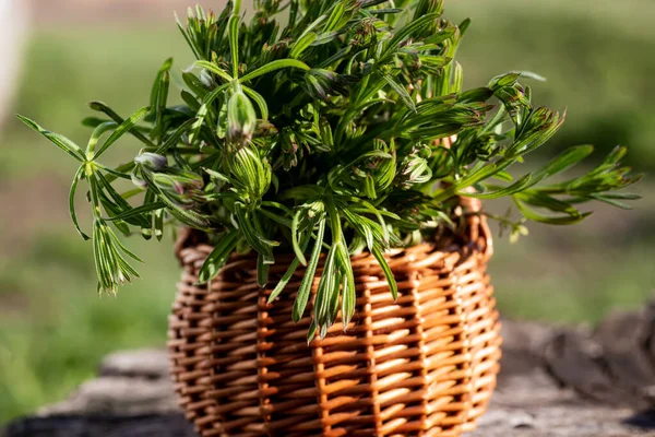 ガリウムアパートクリーバー 木製のテーブルのバスケットに 植物はアーユルヴェーダや伝統医学で使われています 草をつかむ植物の茎を閉じる春に — ストック写真