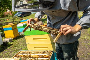 Kraliçe arılarla dolu arı çiftleşmek için dışarı çıkmaya hazır. Plastik kraliçe hücrelerinde kraliyet jölesi