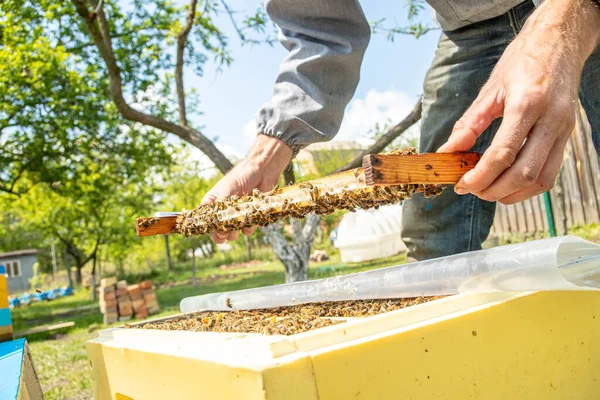 apiary with queen bees, ready to go out for breeding bee queens. Royal jelly in plastic queen cells