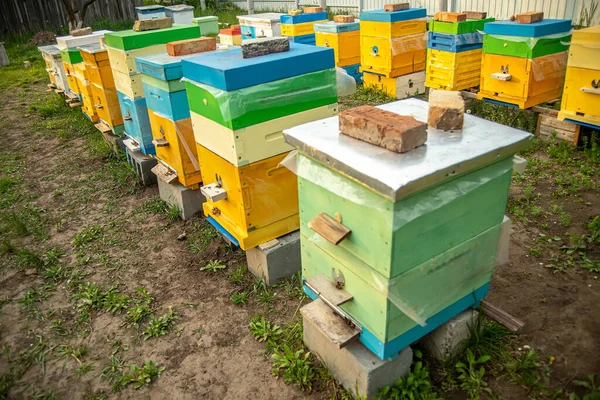 Colorful Wooden Plastic Hives Blue Sky Summer Apiary Standing Yard — Stock Photo, Image