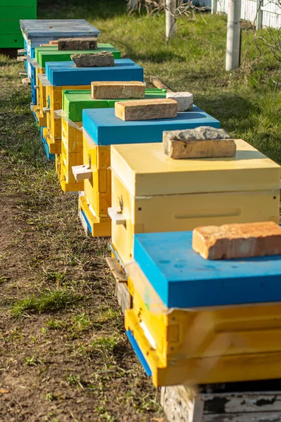 Ruches Colorées Bois Plastique Contre Ciel Bleu Été Apiaire Debout — Photo