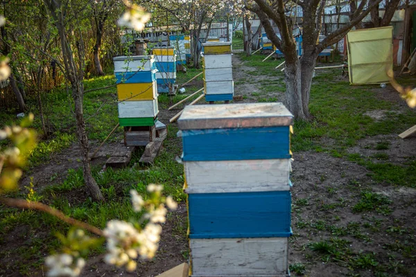 Ανθισμένος Κήπος Μελισσοκομικά Φυτά Μέλισσες Ξεπηδούν Κάτω Από Τις Ανθισμένες — Φωτογραφία Αρχείου