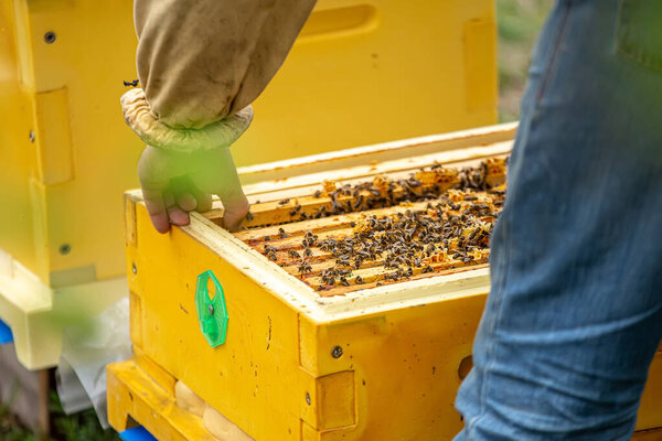 beekeeper supervises the production of honey in bee bee. Visible wooden bee frames. Frames are covered with swarm of bees. beekeeper keeps beekeeping chisel.