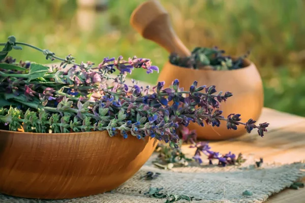 Salvia pratensis , meadow clary or meadow sage purple fresh flowers near mortar with cooked dried herb. Medicinal herbs. self-medication. Collecting herbal plants for medicine and cosmetology