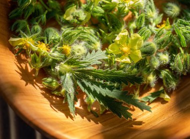 gümüş cinquefoil, gümüşi cinquefoil, veya tıpta iltihap önleyici, hemostatik, astringent, restoratif ve bakteriyel özellikler olarak kullanılan gümüş yapraklı sinkuefoil bitkisi