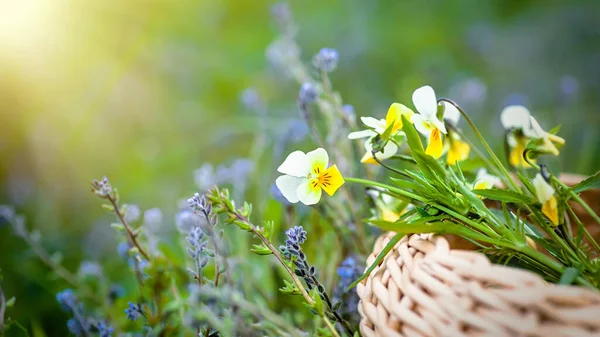 ヴィオラArvensis 白い草原の花と黄色のフィールドパンジー 開花中に薬用植物を集める 牧草地に対するウィッカーバスケットの薬草 — ストック写真