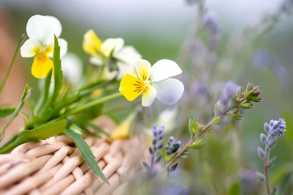 Viola Arvensis Campo Pansy Amarillo Con Flores Pradera Blanca Recoger — Foto de Stock