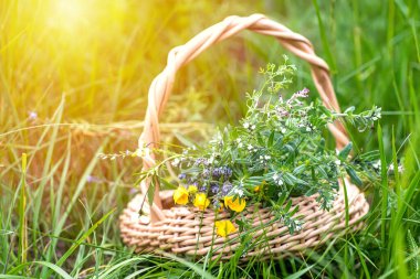 Sepette bir buket tıbbi bitki. Fumaria officinalis, Myosotis stricta, Ranunculus iksir hazırlığı için toplanan tövbe eder ve yaz aylarında çiçek açarken şifalı bitkiler verir.