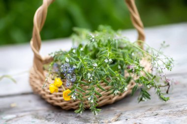 Tahta bir masada sepetin içinde bir buket tıbbi bitki. Fumaria officinalis, Myosotis stricta, Ranunculus iksir hazırlığı ve yaz aylarında şifalı bitkiler için toplanan pişmanlıklar