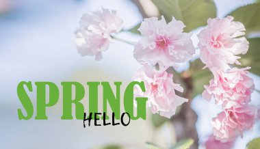 Bahar Merhaba mesajı. Bahar sınırı ya da pembe çiçekli arka plan sanatı. Mavi gökyüzüne karşı pembe kiraz çiçekleri. Bulanık arkaplan. İlkbahar