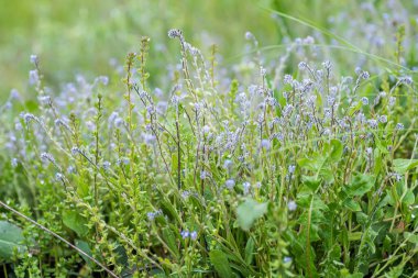 Myosotis stricta, hard forget-me-not and blue scorpion grass of ingreen field with flowers of same kind