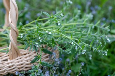 Myosotis stricta, hard forget-me-not and blue scorpion grass blue flowers in Sepet içinde aynı türden çiçekler. Yazın şifalı otlar topluyorum.