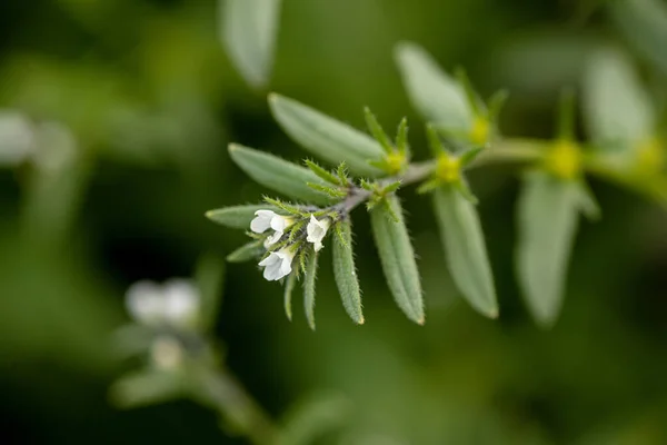 Lithospermum Arvense Gromwell Polny Gromwell Kukurydziany Lub Bękart Alkanet Łące — Zdjęcie stockowe