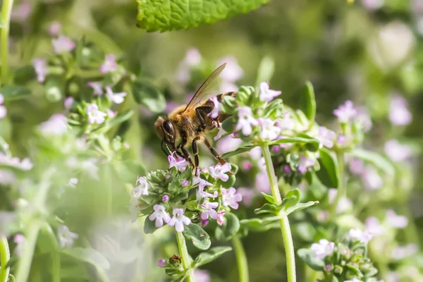 Thymus Serpyllum Tikman Breckland Breckland Wild Thyme Wild Thyme Creeping — Foto Stock