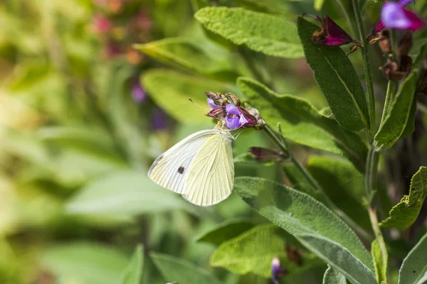 Pieris rapae on purple flowers Salvia officinalis. small white, small cabbage white and white butterfly on purple flowers sage, garden sage, common sage, culinary sage, just salvia. Classic blue toning