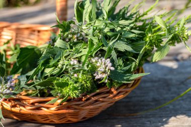 Leonurus cardiaca, motherwort, throw-wort, lion's ear, lion's tail medicinal plant in a wicker basket on a wooden table. Ingredient for cosmetology and non-traditional medicine. Blooming in summer