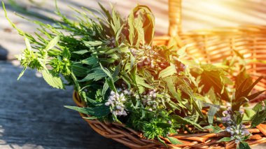 Leonurus cardiaca, motherwort, throw-wort, lion's ear, lion's tail medicinal plant in a wicker basket on a wooden table. Ingredient for cosmetology and non-traditional medicine. Blooming in summer