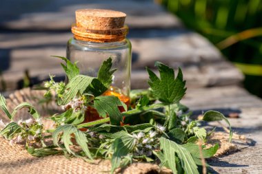 Leonurus cardiaca, motherwort, throw-wort, lion's ear, lion's tail Medicinal Herb Plant with Distilled Essential Oil Extract and Infusion in a Glass Jug. Also Equisetum Arvense. clipart