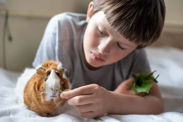 Çocuk kobayları ellerinden besliyor. Manüel hayvan insan elinden yer. Çocuk evcil hayvanla ilgileniyor ve oynuyor.